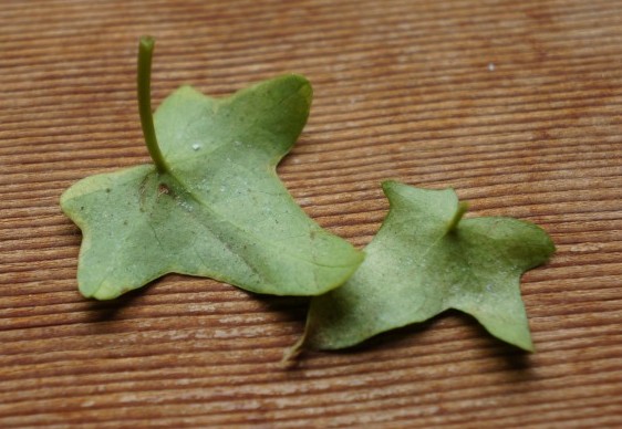 ヘデラ アイビー の葉の色が薄くなってポロポロ落ちる時は Do Earth Green